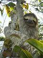 Sloth Bradypus